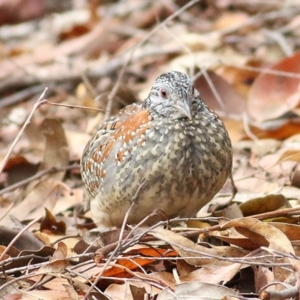 Turnix varius at Bournda, NSW - 5 Oct 2018