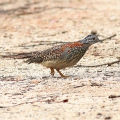 Turnix varius at Bournda, NSW - 5 Oct 2018