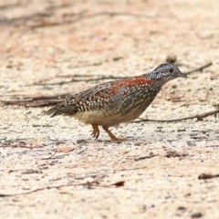 Turnix varius at Bournda, NSW - 5 Oct 2018 11:28 AM