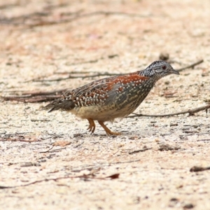 Turnix varius at Bournda, NSW - 5 Oct 2018