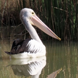 Pelecanus conspicillatus at Hume, ACT - 9 Jul 2021