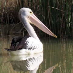 Pelecanus conspicillatus (Australian Pelican) at Hume, ACT - 9 Jul 2021 by RodDeb