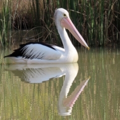 Pelecanus conspicillatus at Hume, ACT - 9 Jul 2021