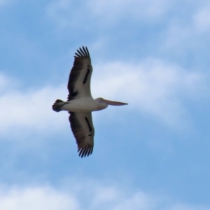 Pelecanus conspicillatus at Hume, ACT - 9 Jul 2021