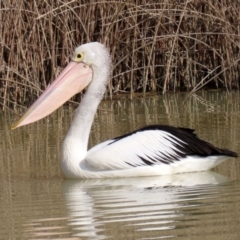 Pelecanus conspicillatus at Hume, ACT - 9 Jul 2021