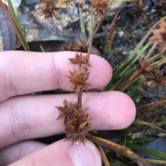 Juncus (genus) (A Rush) at Rendezvous Creek, ACT - 29 Jun 2021 by Tapirlord