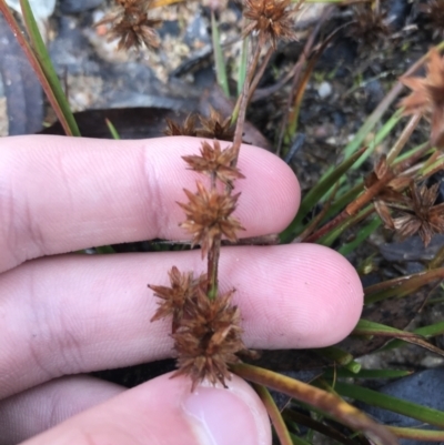 Juncus sp. (A Rush) at Rendezvous Creek, ACT - 28 Jun 2021 by Tapirlord