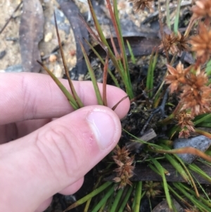 Juncus sp. at Rendezvous Creek, ACT - 29 Jun 2021 09:40 AM