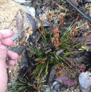 Juncus sp. at Rendezvous Creek, ACT - 29 Jun 2021 09:40 AM