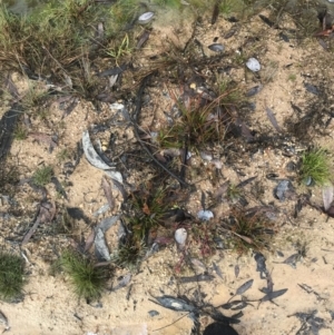 Juncus sp. at Rendezvous Creek, ACT - 29 Jun 2021