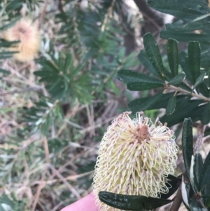 Banksia marginata at Rendezvous Creek, ACT - 29 Jun 2021 09:49 AM