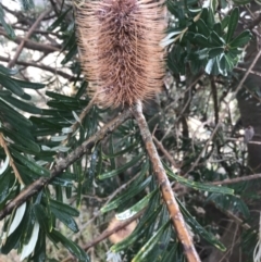 Banksia marginata at Rendezvous Creek, ACT - 29 Jun 2021