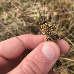 Juncus australis at Rendezvous Creek, ACT - 29 Jun 2021