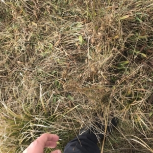 Juncus australis at Rendezvous Creek, ACT - 29 Jun 2021