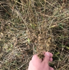 Juncus australis at Rendezvous Creek, ACT - 29 Jun 2021 10:08 AM