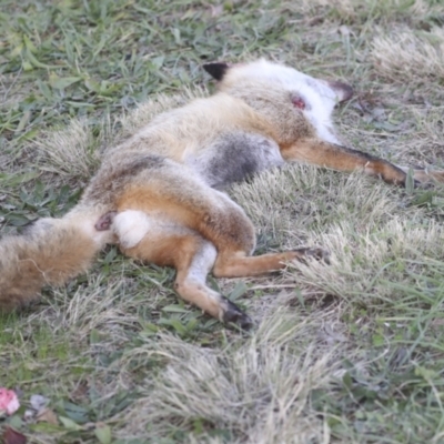 Vulpes vulpes (Red Fox) at Higgins, ACT - 9 Jul 2021 by AlisonMilton