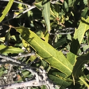 Lomatia myricoides at Rendezvous Creek, ACT - 29 Jun 2021