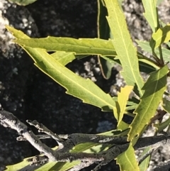 Lomatia myricoides at Rendezvous Creek, ACT - 29 Jun 2021
