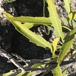 Lomatia myricoides at Rendezvous Creek, ACT - 29 Jun 2021