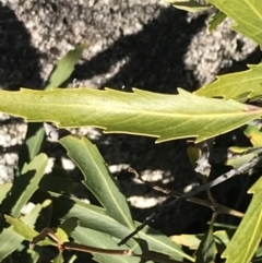 Lomatia myricoides at Rendezvous Creek, ACT - 29 Jun 2021