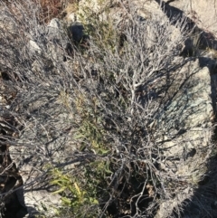 Lomatia myricoides at Rendezvous Creek, ACT - 29 Jun 2021