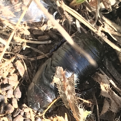 Panesthia australis (Common wood cockroach) at Namadgi National Park - 29 Jun 2021 by Tapirlord