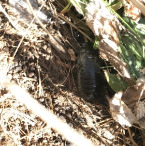 Panesthia australis at Rendezvous Creek, ACT - 29 Jun 2021 12:40 PM