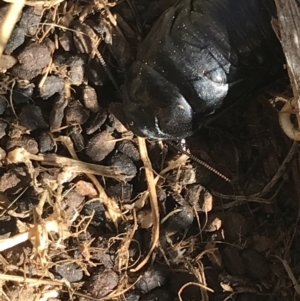 Panesthia australis at Rendezvous Creek, ACT - 29 Jun 2021 12:40 PM