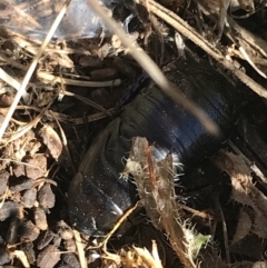 Panesthia australis at Rendezvous Creek, ACT - 29 Jun 2021