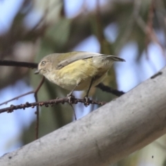 Smicrornis brevirostris (Weebill) at Holt, ACT - 9 Jul 2021 by AlisonMilton