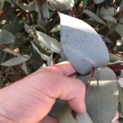 Eucalyptus dives (Broad-leaved Peppermint) at Namadgi National Park - 29 Jun 2021 by Tapirlord