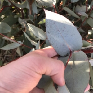 Eucalyptus dives at Namadgi National Park - 29 Jun 2021 12:59 PM