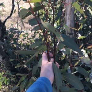 Eucalyptus dives at Namadgi National Park - 29 Jun 2021 12:59 PM