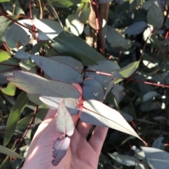 Eucalyptus dives at Namadgi National Park - 29 Jun 2021 12:59 PM