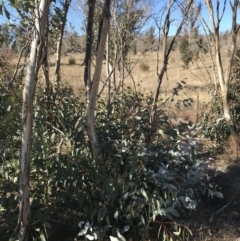 Eucalyptus dives at Namadgi National Park - 29 Jun 2021 12:59 PM