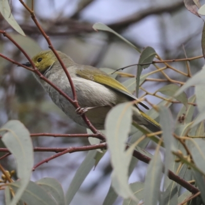 Ptilotula penicillata (White-plumed Honeyeater) at Holt, ACT - 9 Jul 2021 by AlisonMilton