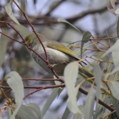 Ptilotula penicillata at Holt, ACT - 9 Jul 2021