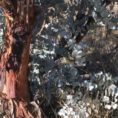 Eucalyptus rubida subsp. rubida (Candlebark) at Rendezvous Creek, ACT - 29 Jun 2021 by Tapirlord