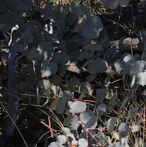 Eucalyptus rubida subsp. rubida at Rendezvous Creek, ACT - 29 Jun 2021 01:42 PM