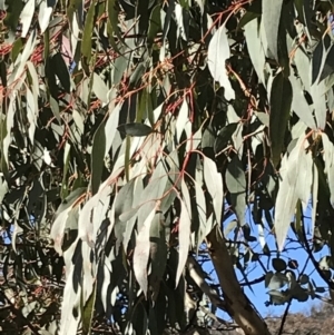 Eucalyptus rubida subsp. rubida at Rendezvous Creek, ACT - 29 Jun 2021 01:42 PM