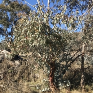 Eucalyptus rubida subsp. rubida at Rendezvous Creek, ACT - 29 Jun 2021 01:42 PM