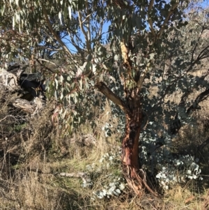 Eucalyptus rubida subsp. rubida at Rendezvous Creek, ACT - 29 Jun 2021