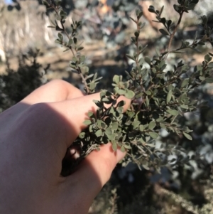 Leptospermum myrtifolium at Rendezvous Creek, ACT - 29 Jun 2021 01:46 PM