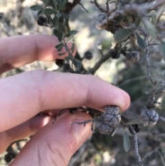 Leptospermum myrtifolium at Rendezvous Creek, ACT - 29 Jun 2021 01:46 PM