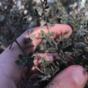 Leptospermum myrtifolium at Rendezvous Creek, ACT - 29 Jun 2021 01:46 PM