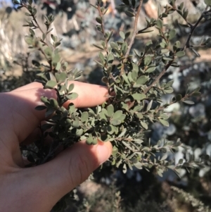 Leptospermum myrtifolium at Rendezvous Creek, ACT - 29 Jun 2021 01:46 PM