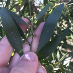 Acacia melanoxylon (Blackwood) at Rendezvous Creek, ACT - 29 Jun 2021 by Tapirlord