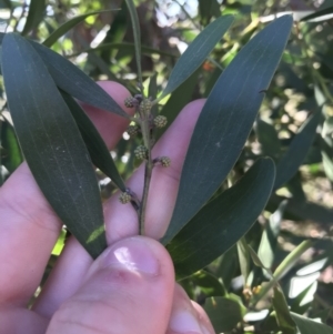 Acacia melanoxylon at Rendezvous Creek, ACT - 29 Jun 2021