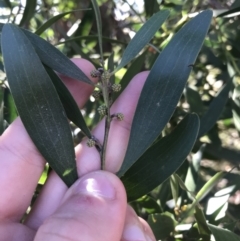 Acacia melanoxylon at Rendezvous Creek, ACT - 29 Jun 2021