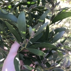 Acacia melanoxylon at Rendezvous Creek, ACT - 29 Jun 2021